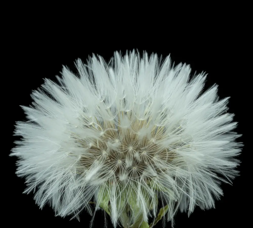 A dandelion in full seed head