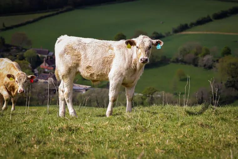 Our small herd of beef cows