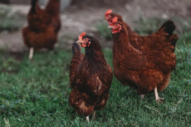 Free-range hens