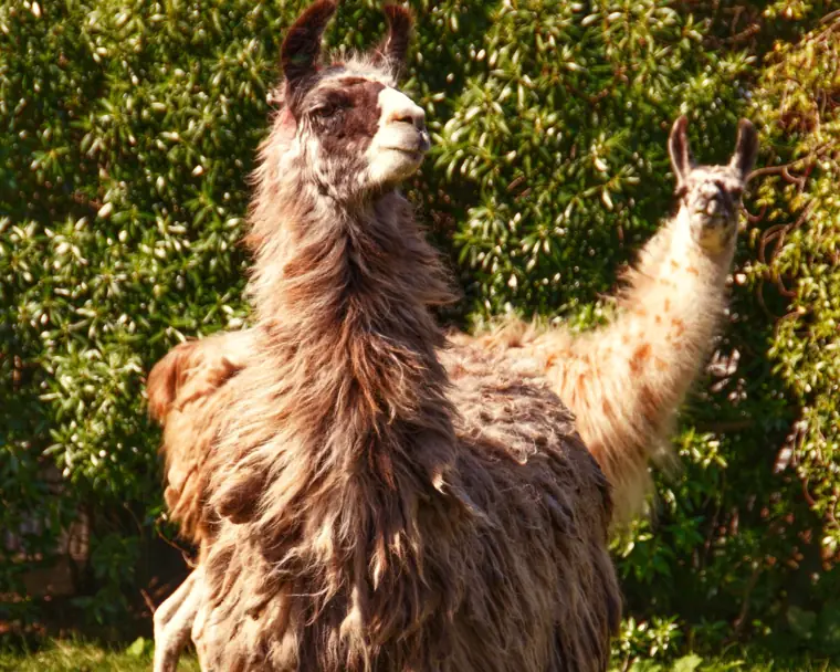 Llama trekking