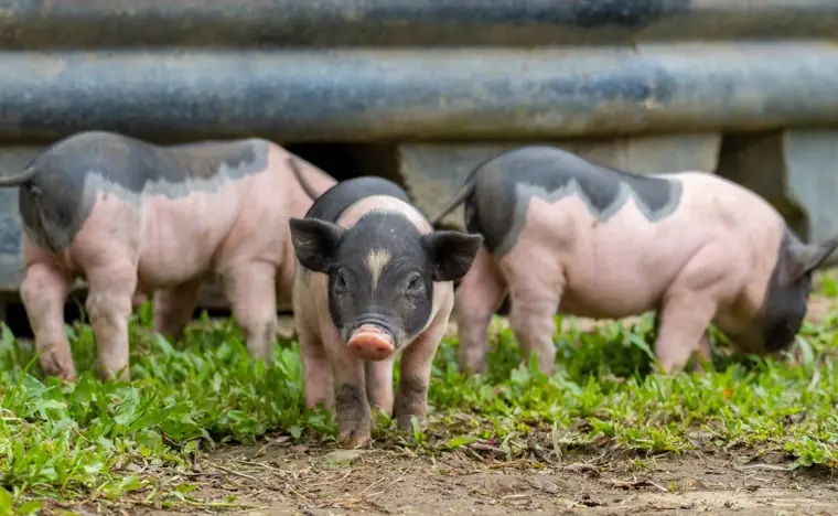 Rare-breed pigs