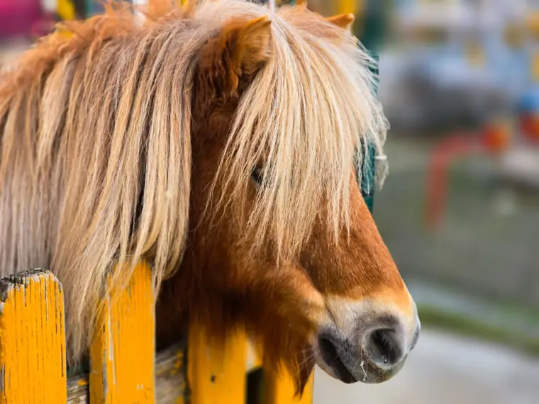 Shetland ponies