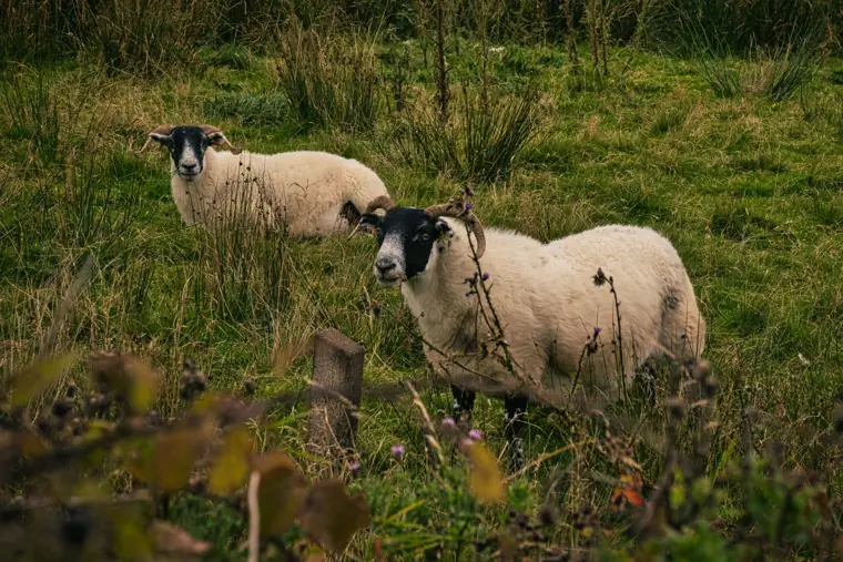 Black-faced and Texel ewes